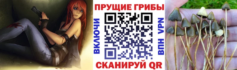 Галлюциногенные грибы GOLDEN TEACHER  Адыгейск 